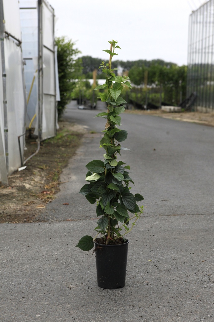 [P] Schizophragma hydrangeoides 'Moonlight' cont. 3L hoog 60-80 cm +f