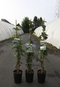 Schizophragma hydrangeoides 'Moonlight' cont. 3L high 60-80 cm +ф