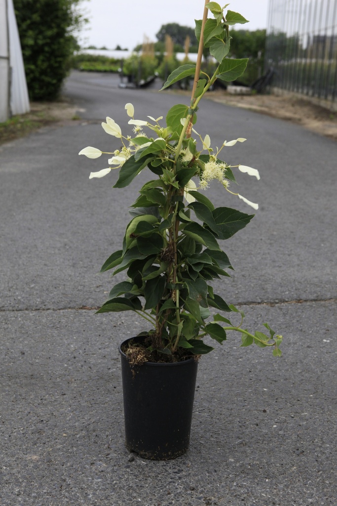 [P] Schizophragma hydrangeoides 'Windmills' cont. 3L hoog 60-80 cm +f