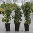 Schizophragma hydrangeoides 'Windmills' cont. 3L hoch 60-80 cm +B
