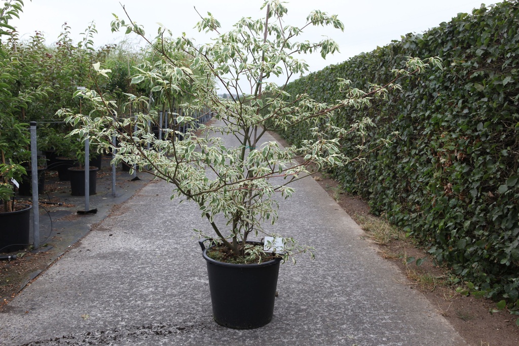 Cornus controversa 'Variegata' cont. 30L 125/+ cm +ф