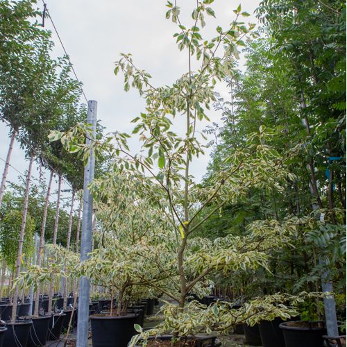[P] Cornus controversa 'Variegata' cont. 30L 150/+ cm +B