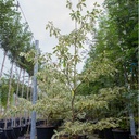 Cornus controversa 'Variegata' cont. 30L 150/+ cm +ф