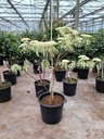 Cornus controversa 'Variegata' cont. 30L 150/+ cm +f