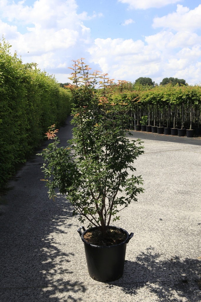 [P] Acer griseum cont. 35L 150-175 cm +ф