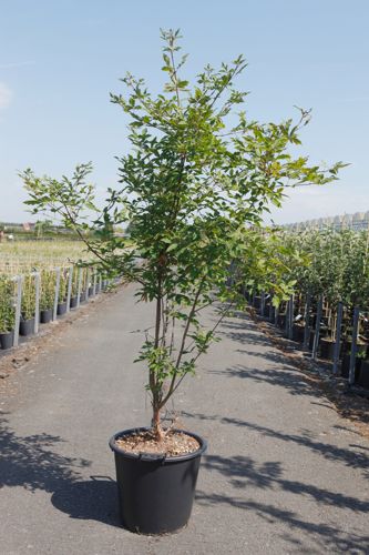 [P] Acer griseum cont. 35L 150-175 cm +p
