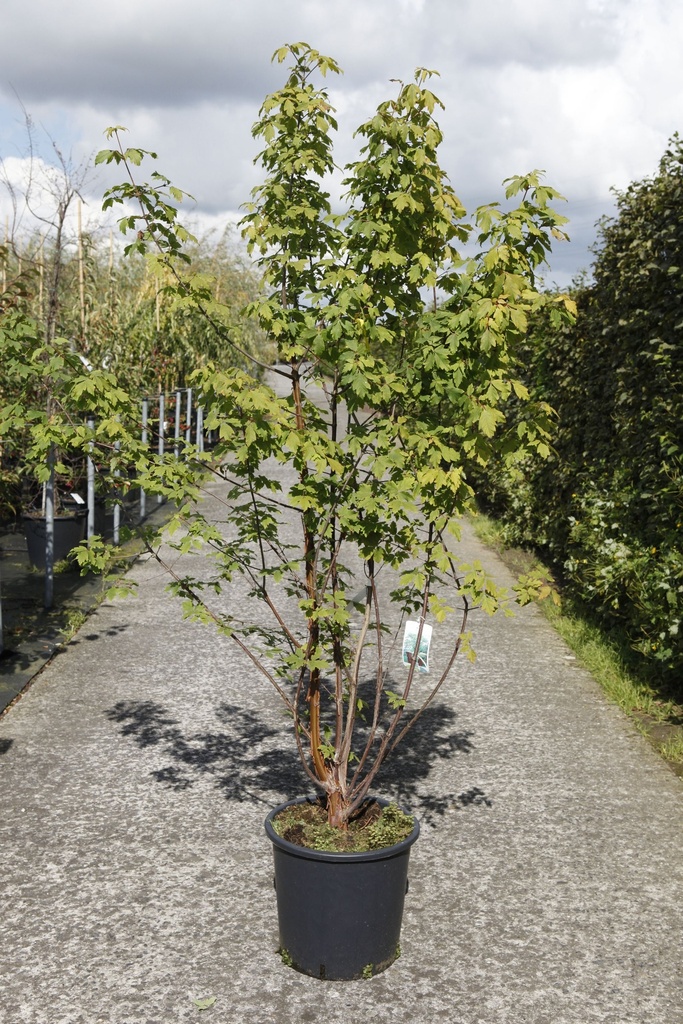 [P] Acer griseum cont. 25L 125-150 cm +p