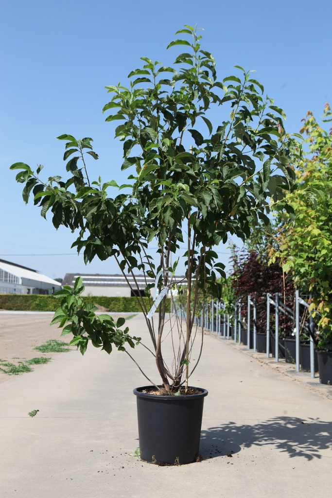 [P] Halesia carolina cont. 25L 125-150 cm +ф