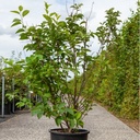 Halesia carolina cont. 25L 125-150 cm +p