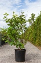 Halesia carolina cont. 25L 125-150 cm +p