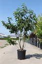 Halesia carolina cont. 25L 125-150 cm +p