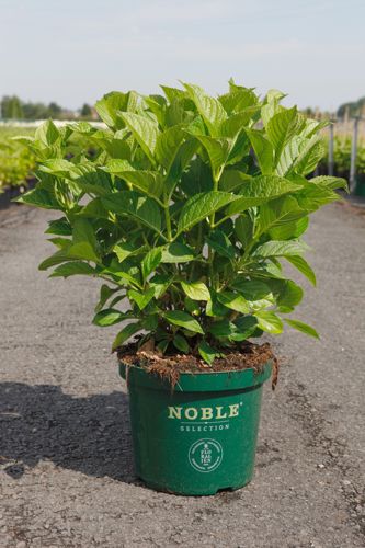Hydrangea macrophylla BELLE SEDUCTION (PBR) cont. 10L 40-50 cm +ф