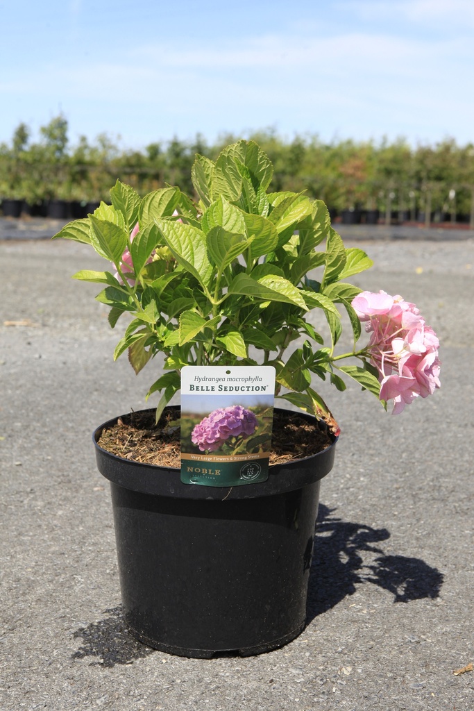 [P] Hydrangea macrophylla BELLE SEDUCTION (PBR) cont. 10L 40-50 cm +B