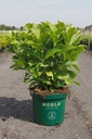 Hydrangea macrophylla BELLE SEDUCTION (PBR) cont. 10L 40-50 cm +ф