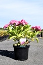Hydrangea macrophylla BELLE SEDUCTION (PBR) cont. 10L 40-50 cm +f