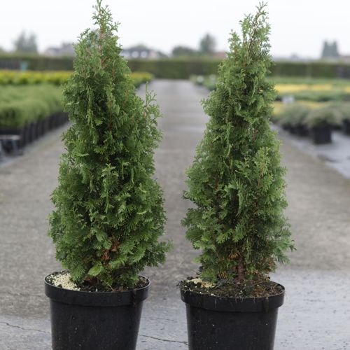 [P] Thuja occidentalis 'Degroot's Spire' cont. 7,5L 80/+ cm