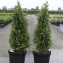Thuja occidentalis 'Degroot's Spire' cont. 7,5L 80/+ cm