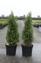 Thuja occidentalis 'Degroot's Spire' cont. 7,5L 80/+ cm