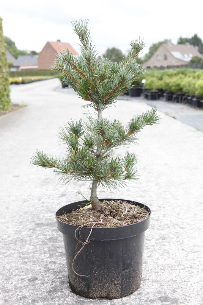 Pinus parviflora 'Negishi' cont. 7,5L 30/+ cm