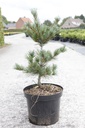 Pinus parviflora 'Negishi' cont. 7,5L 30/+ cm
