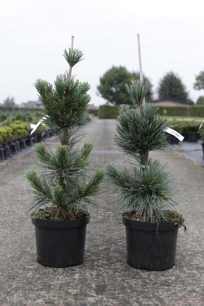 Pinus flexilis 'Vanderwolf's Pyramid' Kont. 7,5L 60/+ cm