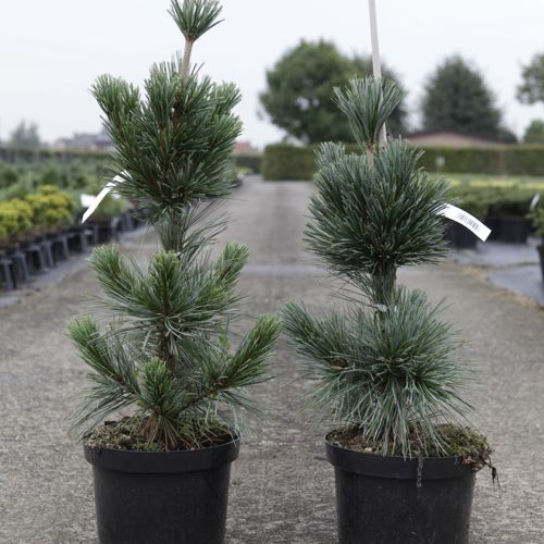 [P] Pinus flexilis 'Vanderwolf's Pyramid' cont. 7,5L 60/+ cm