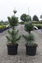 Pinus flexilis 'Vanderwolf's Pyramid' cont. 7,5L 60/+ cm