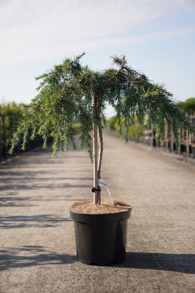Cedrus deodara 'Feelin' Blue' cont. 7,5L 40 cm stam