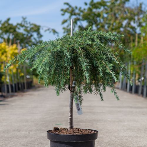 Cedrus deodara 'Feelin' Blue' cont. 7,5L 40 cm standard