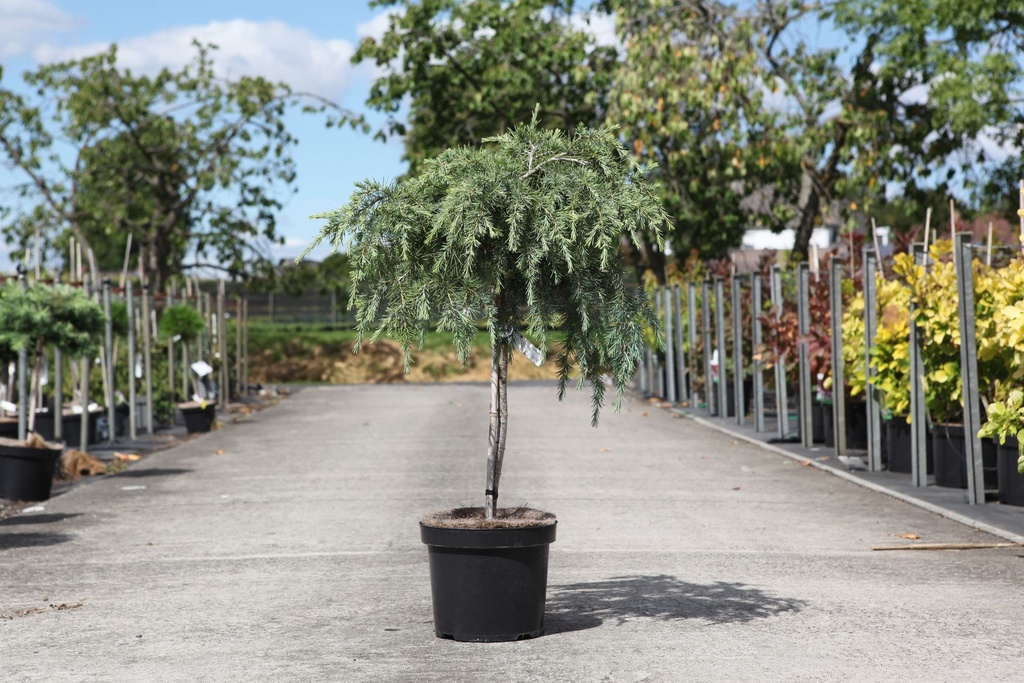 Cedrus deodara 'Feelin' Blue' cont. 7,5L 40 cm standard