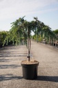 Cedrus deodara 'Feelin' Blue' cont. 7,5L 40 cm stam