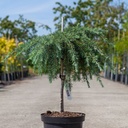 Cedrus deodara 'Feelin' Blue' cont. 7,5L 40 cm standard
