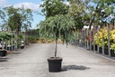 Cedrus deodara 'Feelin' Blue' cont. 7,5L 40 cm standard