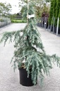 Cedrus deodara 'Feelin' Blue' cont. 7,5L 40 cm tige
