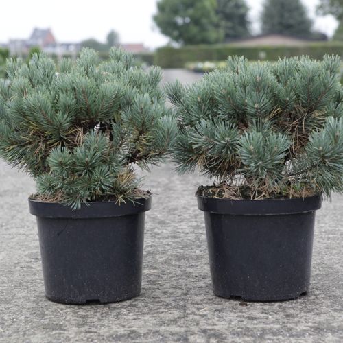 [P] Pinus sylvestris 'Watereri' cont. 10L 30/+ cm