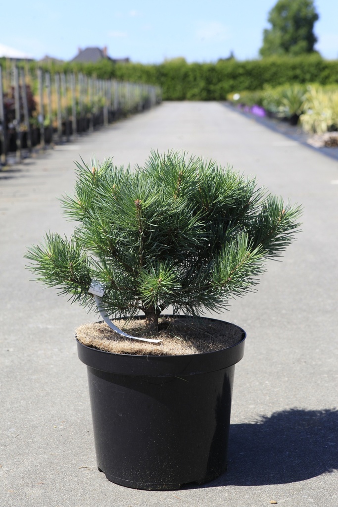 [P] Pinus sylvestris 'Watereri' cont. 10L 30/+ cm