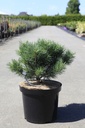 Pinus sylvestris 'Watereri' cont. 10L 30/+ cm