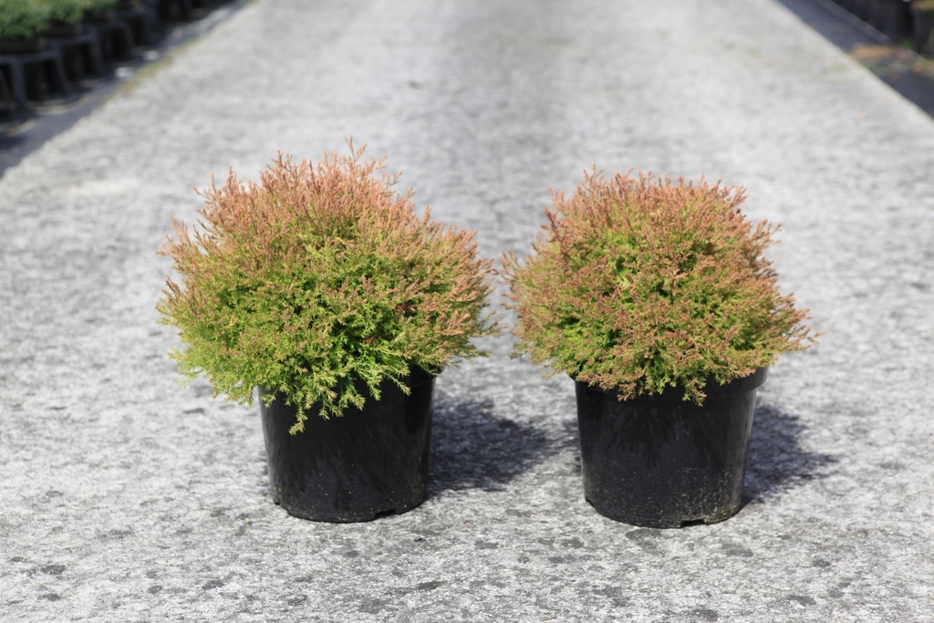 Thuja occidentalis FIRE CHIEF (PBR) Kont. 7,5L 40-50 cm