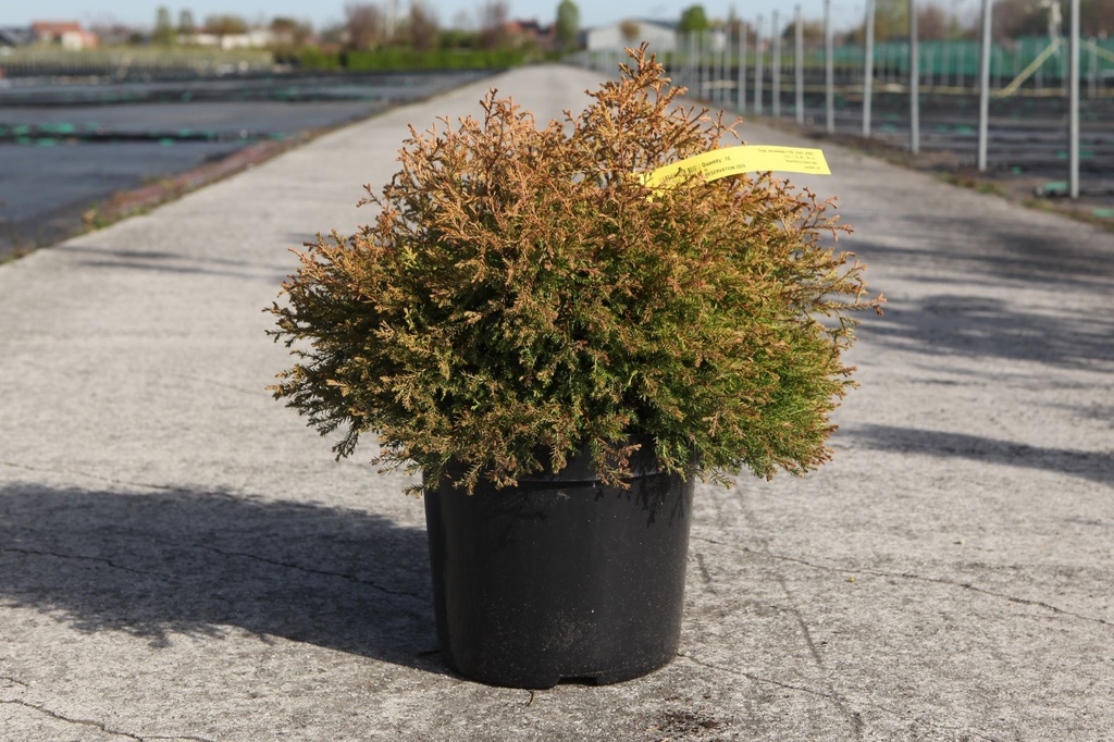 Thuja occidentalis FIRE CHIEF (PBR) cont. 7,5L 40-50 cm