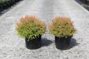 Thuja occidentalis FIRE CHIEF (PBR) Kont. 7,5L 40-50 cm