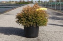 Thuja occidentalis FIRE CHIEF (PBR) cont. 7,5L 40-50 cm