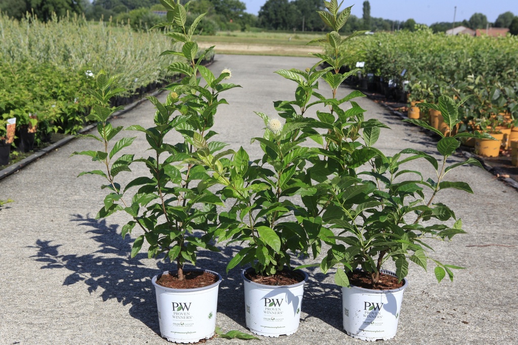 Cephalanthus occidentalis Proven Winners® 'Sugar Shack®' (PBR) cont. 3L deco 30-40 cm +f