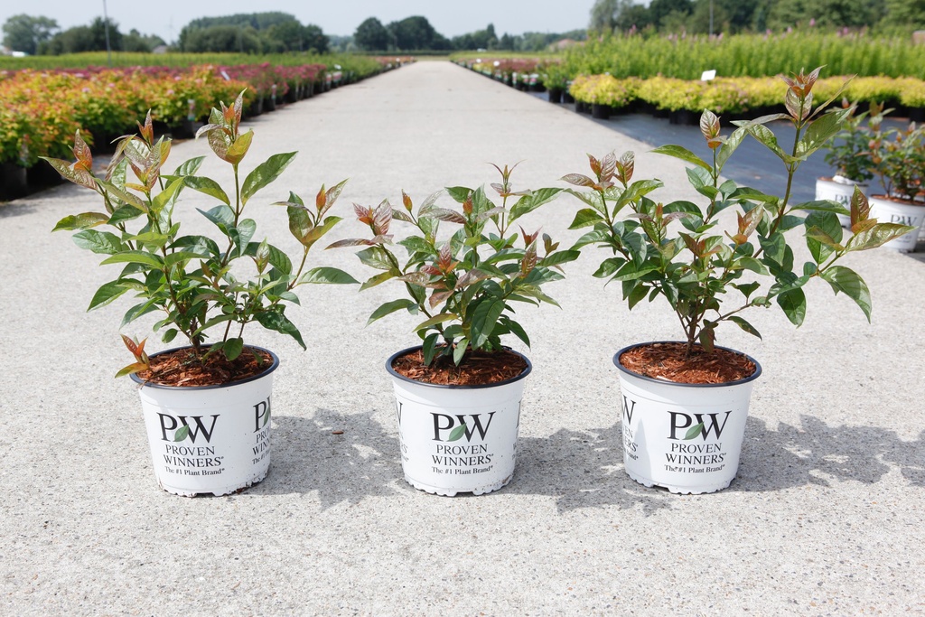 Cephalanthus occidentalis Proven Winners® 'Sugar Shack®' (PBR) cont. 3L deco 30-40 cm +p