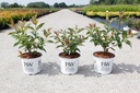 Cephalanthus occidentalis Proven Winners® 'Sugar Shack®' (PBR) cont. 3L deco 30-40 cm +p