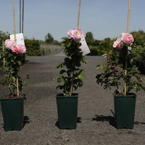 Rosa (K) 'Constance Spry' cont. 4L hoog 80-100 cm +p