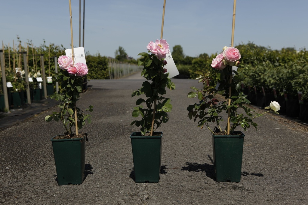 Rosa (K) 'Constance Spry' cont. 4L hoog 80-100 cm +p