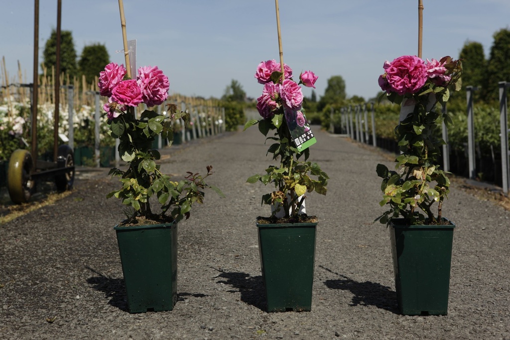 Rosa (H) 'Mme Isaac Pereire' cont. 4L hoog 80-100 cm +p