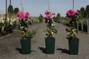 Rosa (H) 'Mme Isaac Pereire' cont. 4L high 80-100 cm +ф