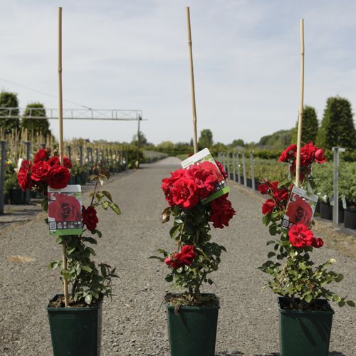 [P] Rosa 'Amadeus' cont. 4L high 80-100 cm +ф