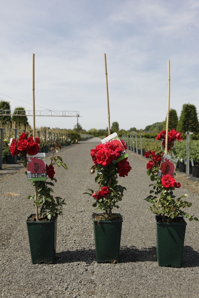 Rosa 'Amadeus' cont. 4L high 80-100 cm +ф